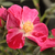Roșu - Trandafir pentru straturi Polyantha - Ruby™